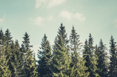 Majestic forest at mountain valley. Dramatic and picturesque morning scene. Vintage toning effect. Carpathians, Ukraine, Europe. Beauty worldmountain landscape on the blue sky background